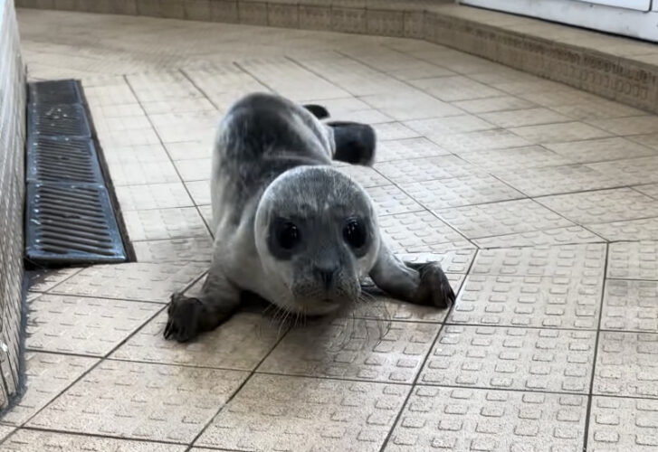 その姿が天使すぎる！ぴょんぴょん跳ねるように近づいてくるアザラシの赤ちゃん【海外・動画】