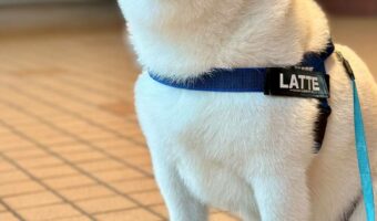 家を出ていきなり土砂降り・・・完全にやる気をなくしてしまった柴犬が話題に!「心の声がダダ漏れすぎて可愛い」