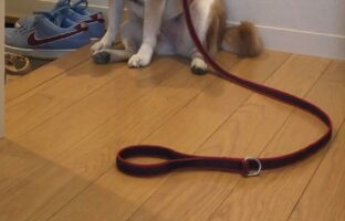 お散歩から帰宅するも、足ふきをされないことでお風呂行きを悟った柴犬が話題に！「察してヘコむ姿が可愛すぎる」