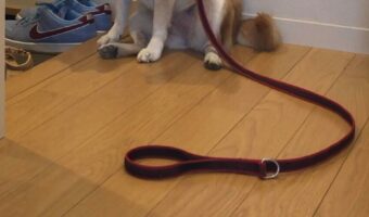 お散歩から帰宅するも、足ふきをされないことでお風呂行きを悟った柴犬が話題に!「察してヘコむ姿が可愛すぎる」