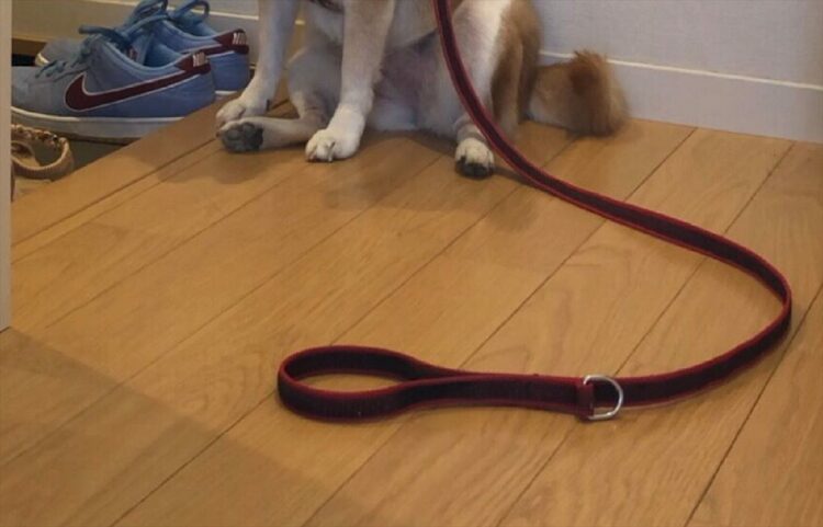 お散歩から帰宅するも、足ふきをされないことでお風呂行きを悟った柴犬が話題に！「察してヘコむ姿が可愛すぎる」