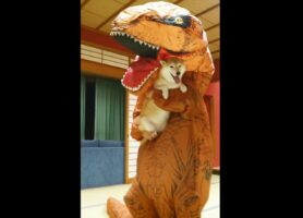 突然ステップを踏み出した飼い主に身を任せる犬が楽しそう！「生命の危機を全く感じていない」