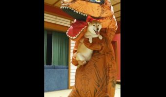 突然ステップを踏み出した飼い主に身を任せる犬が楽しそう!「生命の危機を全く感じていない」