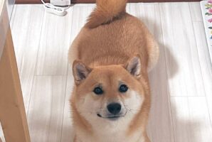 なんか食べたい犬が飼い主さんの方を見ながら作っていたハートが可愛いと反響！「これは達人クラスのおねだり」