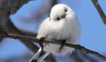 “雪の妖精”とも呼ばれるシマエナガが見せた、あざと可愛すぎる首かしげポーズが話題に！「これは奇跡的な可愛さ」