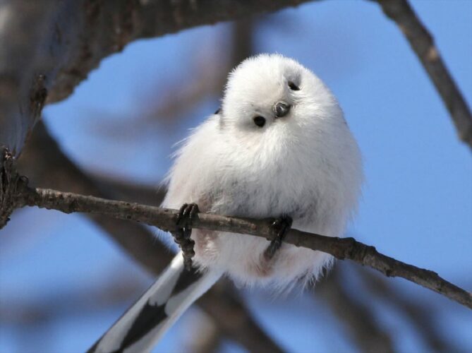 “雪の妖精”とも呼ばれるシマエナガが見せた、あざと可愛すぎる首かしげポーズが話題に！「これは奇跡的な可愛さ」