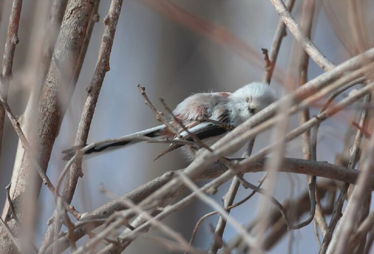羽づくろい中に気持ちよさそうに目を閉じるシマエナガが可愛いと話題に！「目を閉じても可愛いなんてズルい」