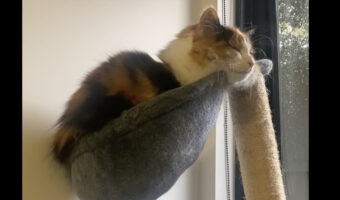 すやぁっと眠るように目を瞑っている猫。ところが「ある言葉」を聞くと、パチッを目を開いて振り向いてきました！！【海外・動画】