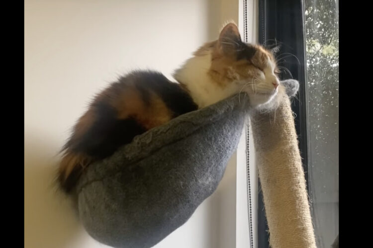 すやぁっと眠るように目を瞑っている猫。ところが「ある言葉」を聞くと、パチッを目を開いて振り向いてきました！！【海外・動画】