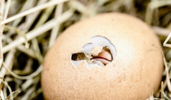 「啐啄同時」とはどんな意味?その成り立ちは仏教の弟子と師匠の関係から?