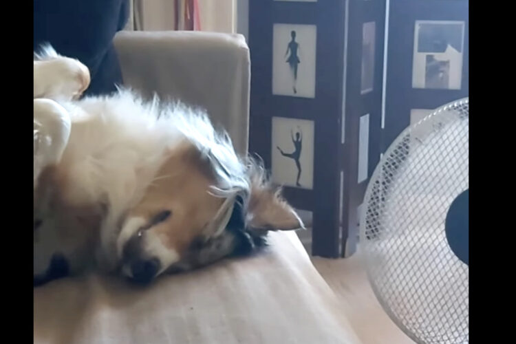 暑い夏にオーストラリアン・シェパードも涼んで過ごしたい？扇風機の前を独占してお昼寝中！【海外・動画】