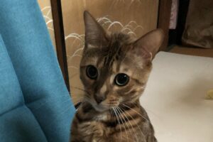 座椅子に斜め上の座り方をしていた猫。その姿に「慣れている感がすごい」「姿勢がよすぎる」と大評判！！