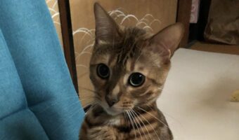 座椅子に斜め上の座り方をしていた猫。その姿に「慣れている感がすごい」「姿勢がよすぎる」と大評判!!