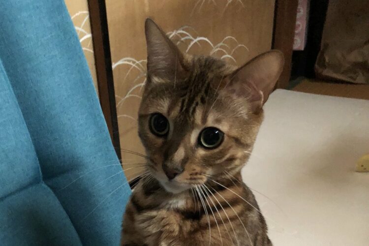 座椅子に斜め上の座り方をしていた猫。その姿に「慣れている感がすごい」「姿勢がよすぎる」と大評判！！