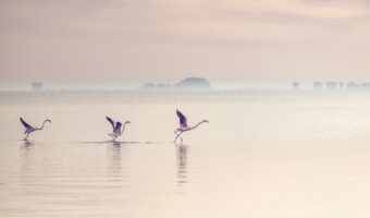 「立つ鳥跡を濁さず」とはどんな意味?どんな鳥の様子から生まれた言葉?その対義語は?