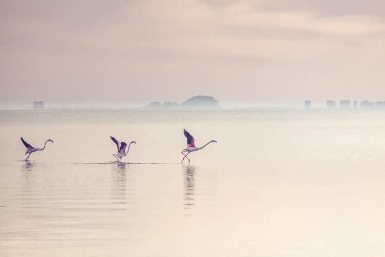 「立つ鳥跡を濁さず」とはどんな意味？どんな鳥の様子から生まれた言葉？その対義語は？