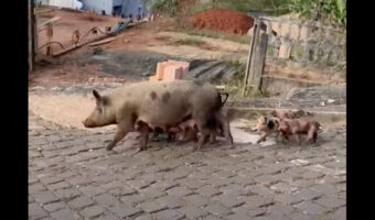 ブラジルの街中に現れた大家族。それはなんと・・ブタの母子でした!!【海外・動画】