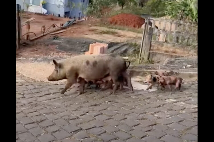 ブラジルの街中に現れた大家族。それはなんと・・ブタの母子でした！！【海外・動画】