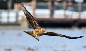「鳶に油揚げをさらわれる」とはどんな意味?その成り立ちには「鳶」の習性が関係していた!!