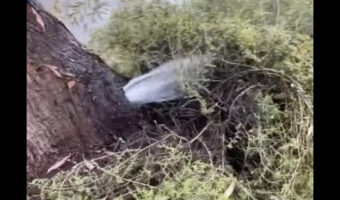 なんだコレ!?水の音が聞こえると思ったら木から大量の水が噴出してるだと!?