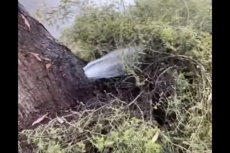 なんだコレ！？水の音が聞こえると思ったら木から大量の水が噴出してるだと！？