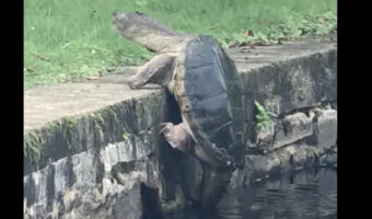 陸に上がろうとするカメ。コンクリの切り立った壁をパワフルに突破しました!!【アメリカ・動画】