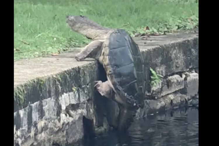 陸に上がろうとするカメ。コンクリの切り立った壁をパワフルに突破しました！！【アメリカ・動画】