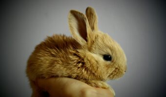 月ではうさぎがお餅つきをしているといわれるけれど・・、その理由はお釈迦様にあった!?