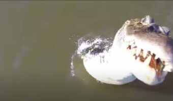 【衝撃映像】川をドローンで撮影してたら！ドローンがワニに食べられた！？【海外・動画】