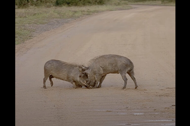 茂みから出てきて道の真ん中で激戦を繰り広げるイノシシたち！牙をぶつけ合っています！！【海外・動画】