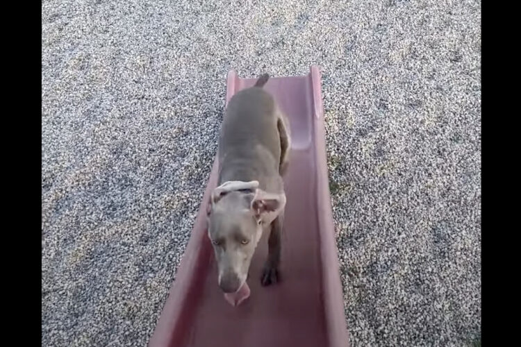 すべり台を駆け上がるワイマラナー。勢いよくのぼりきったと思われましたが・・