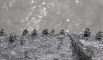 とってもかわいいトビハゼの動画、口はωだし、まばたきも必見!