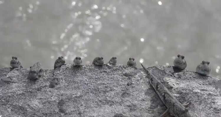 とってもかわいいトビハゼの動画、口はωだし、まばたきも必見！