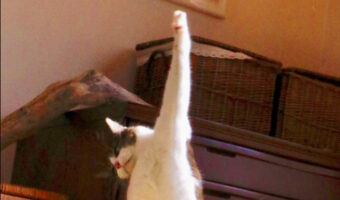 これは完璧なラオウ！「わが生涯に一片の悔いにゃし！」