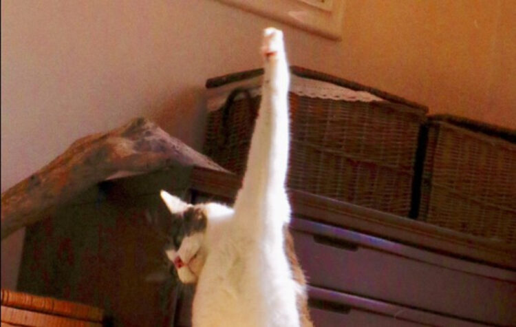 これは完璧なラオウ！「わが生涯に一片の悔いにゃし！」