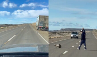 高速道路上にまさかのアザラシ？心優しいトラックドライバーが海へ誘導