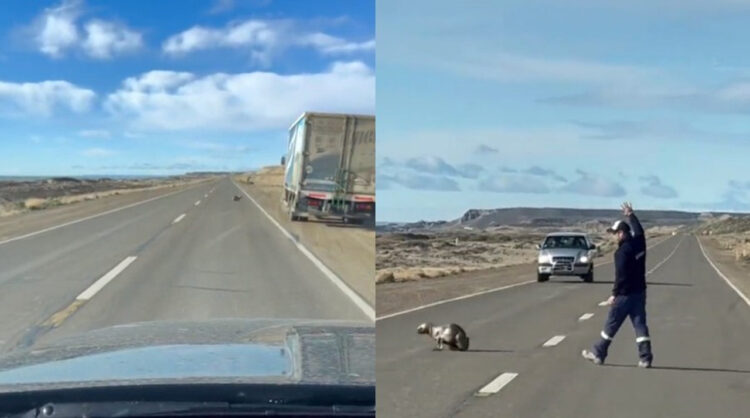 高速道路上にまさかのアザラシ？心優しいトラックドライバーが海へ誘導