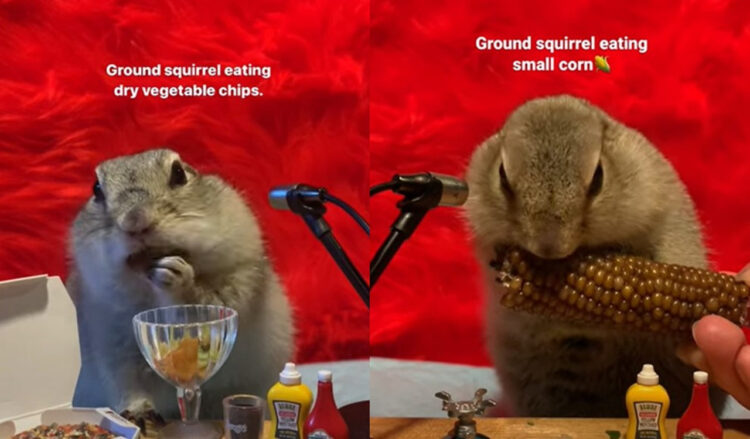 これはずっと見てられる！ただただリチャードソンジリスの食事風景を見る動画がクセになる