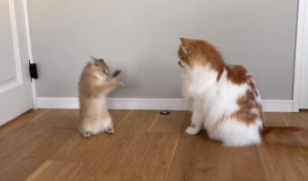 突然酔拳を使い出す子猫がかわいすぎる!見た者を酔わしてしまう魅惑の酔拳