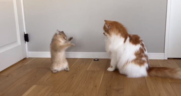 突然酔拳を使い出す子猫がかわいすぎる！見た者を酔わしてしまう魅惑の酔拳