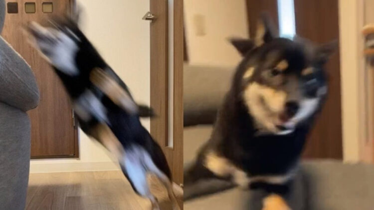 Twitterで話題「高速で突然現れては消えるため可愛いか確認できない犬」の動画が面白い！