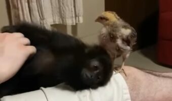 飼い主さんにナデナデされるホエザルの赤ちゃん。この子が次に取った行動が天使すぎる!!【海外・動画】