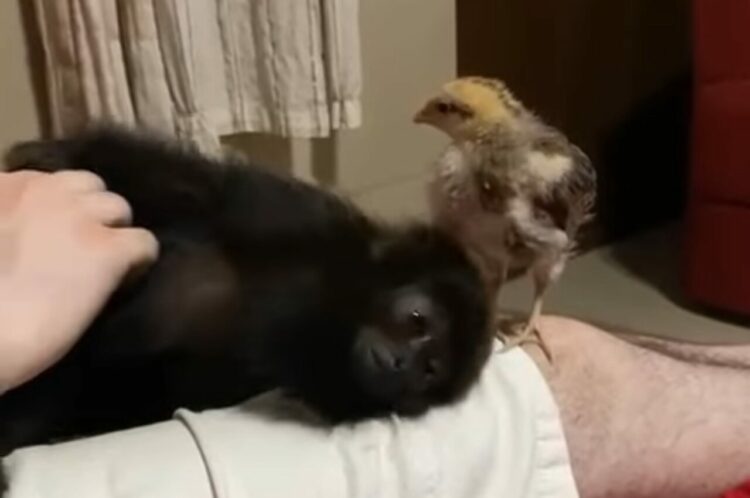 飼い主さんにナデナデされるホエザルの赤ちゃん。この子が次に取った行動が天使すぎる！！【海外・動画】
