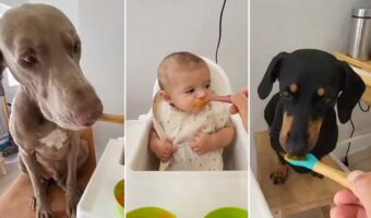 みんなで仲良くランチタイム！赤ちゃんと2匹の愛犬は順番にごはんを「あ〜ん」【海外・動画】