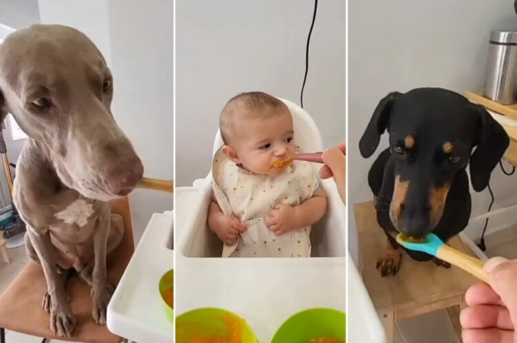 みんなで仲良くランチタイム！赤ちゃんと2匹の愛犬は順番にごはんを「あ〜ん」【海外・動画】