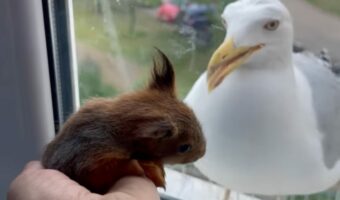 未知の生き物にビックリ!?窓際にやって来たカモメにリスの赤ちゃんを紹介した時のリアクションとは!?