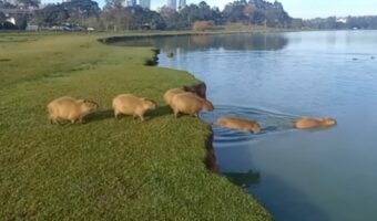 カピバラが行列を作って水へドボンと飛び込んでいく!ブラジルの公園で目撃されたかわいい光景【海外・動画】