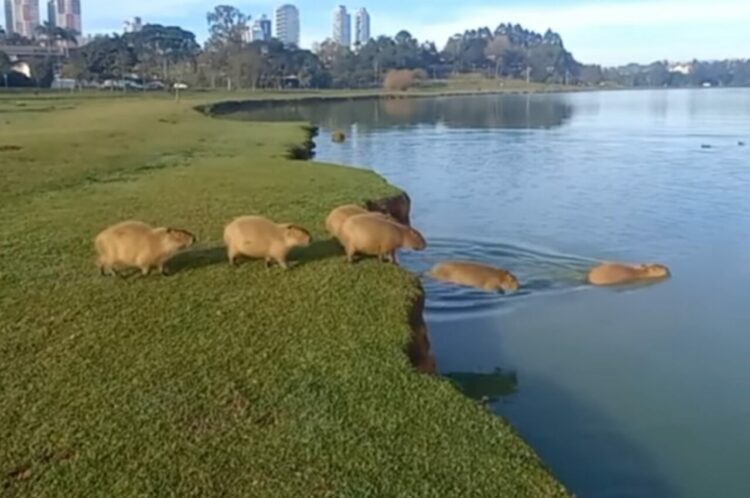 カピバラが行列を作って水へドボンと飛び込んでいく！ブラジルの公園で目撃されたかわいい光景【海外・動画】