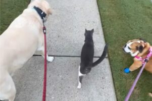 「仲間に入れて！」待ち合わせしていたかのように愛犬たちのお散歩に合流した子にビックリ！！【アメリカ・動画】