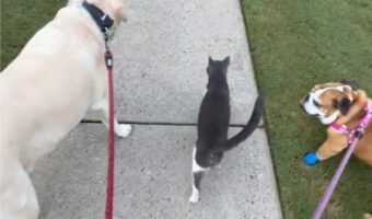 「仲間に入れて!」待ち合わせしていたかのように愛犬たちのお散歩に合流した子にビックリ!!【アメリカ・動画】